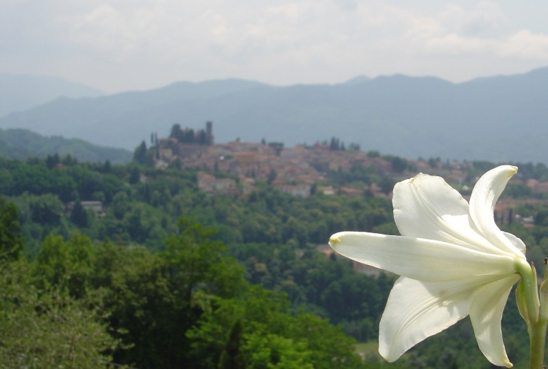 trebbio out12 trebbio out12