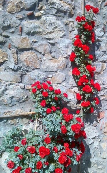 trebbio out31 trebbio out31